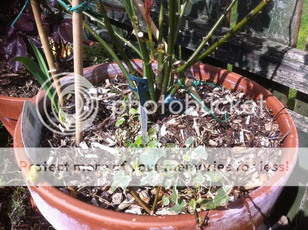 photo 9B1FDF24-AEC0-41BD-93E0-D99CA3FC13FE_zpsvsxeb9k1.jpg